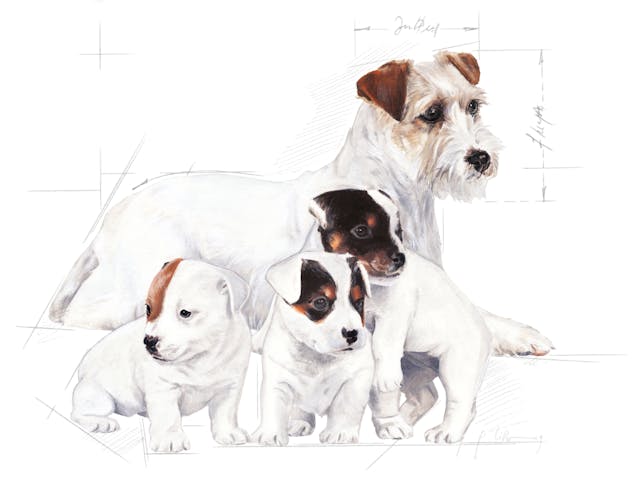 Royal Canin Babydog Milk 400G