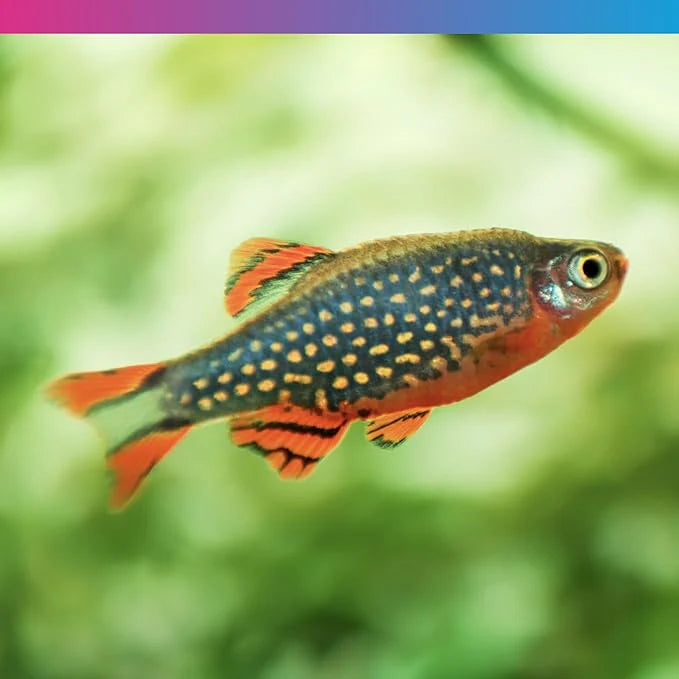 NT Labs Micro Crumb Fish Food 40G