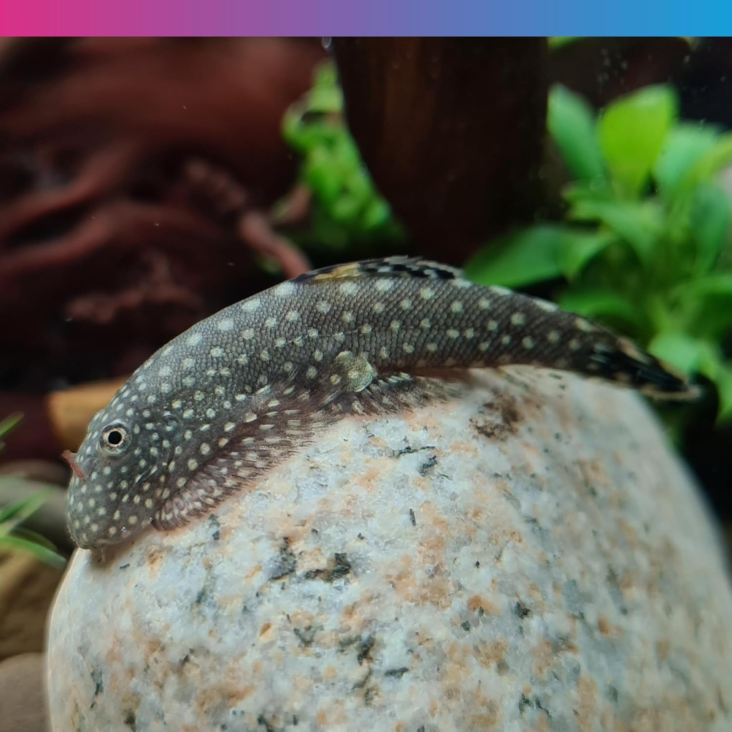 NT Labs Algae Wafers Fish Food