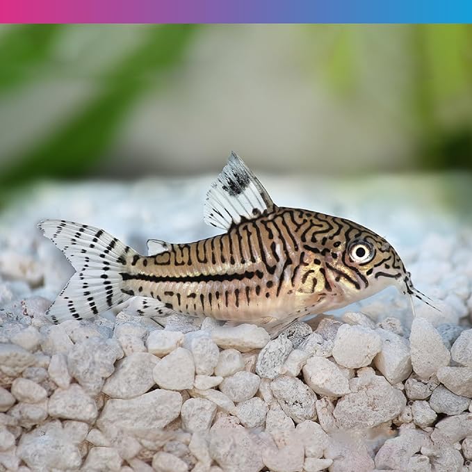 NT Labs Pro-f Catfish Pellet Fish Food