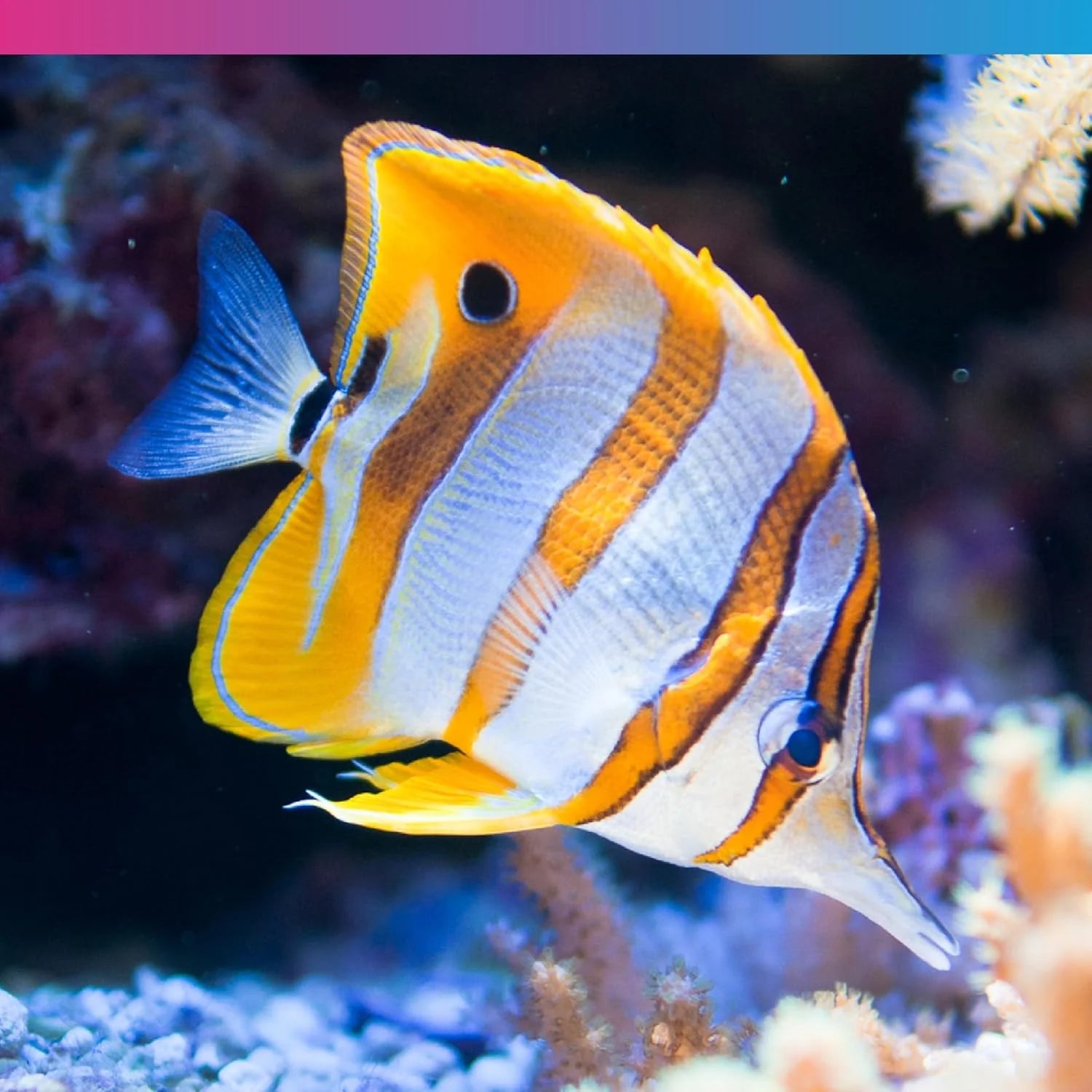 NT Labs Ocean Food 55 Fish Food