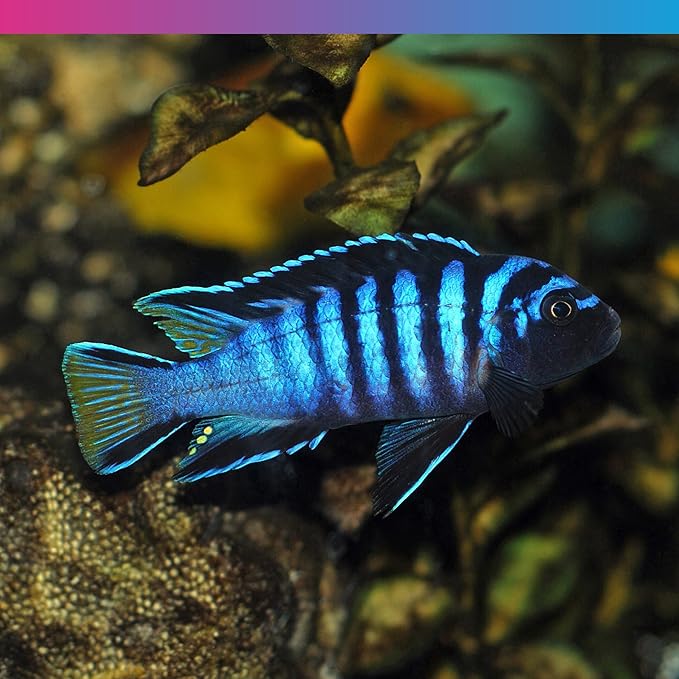 NT Labs Pro-f Cichlid Green 33 Granule Fish Food 40G